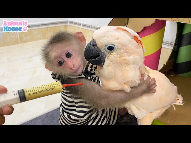 Smart BiBi helps dad feed baby parrots