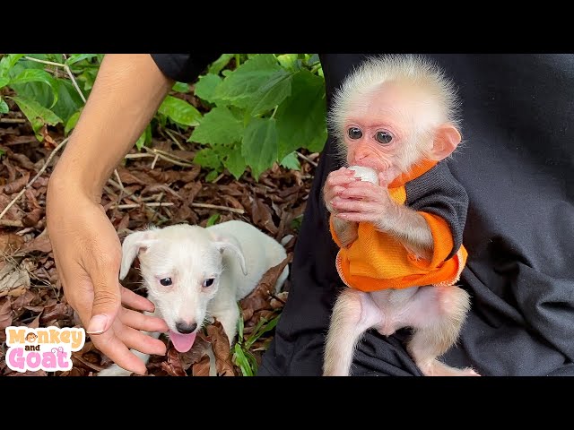 Dog fruit scramble with baby monkey