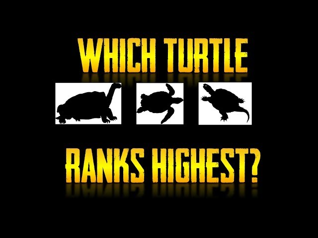 The Turtle Tier List