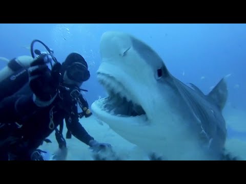 SCARY SHARK ATTACKS captured by GoPros compilation Vol.1