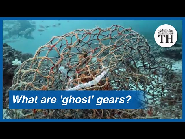 Impact of ‘ghost’ fishing gears on ocean wildlife