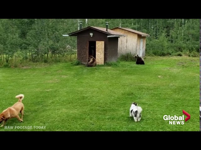 Alberta woman encounters three grizzly bears in her backyard