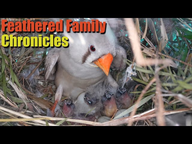 Feathered Family Chronicles Day 3: A Heartwarming Journey of Bird Parents Raising Their Newborns