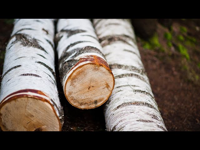 DIY Birch Wooden Barrel | Birch Barrel | How to make a wooden barrel with your own hands