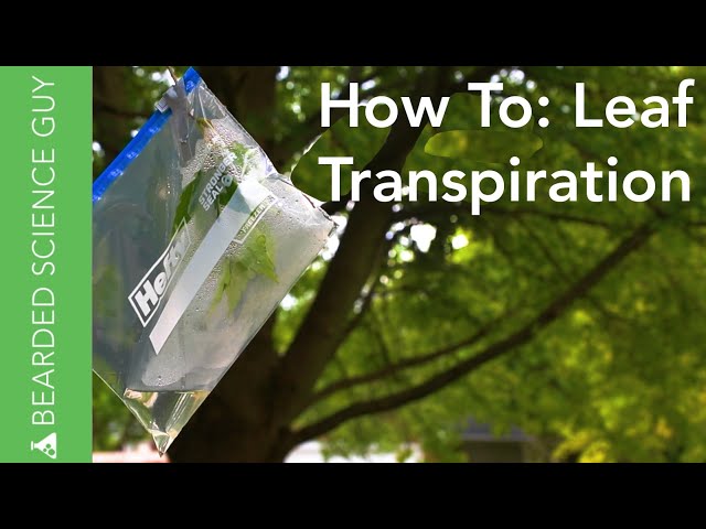 Leaf Transpiration Experiment (Botany)