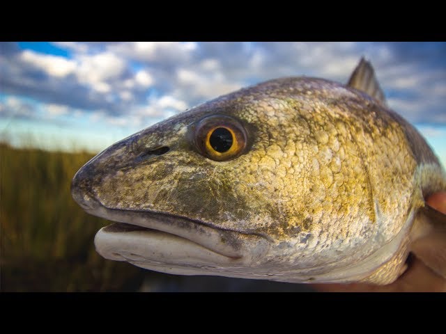 The Best Lures For Catching Redfish [Surprise Answer]