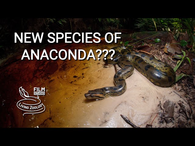 New species of giant Green anaconda (Eunectes akayima)? No, it is not a valid snake species!
