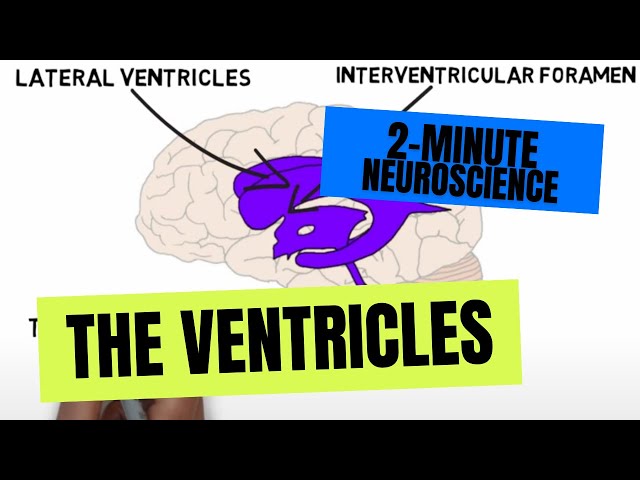 2-Minute Neuroscience: The Ventricles