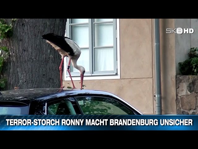 TERROR-STORCH RONNY MACHT BRANDENBURG UNSICHER