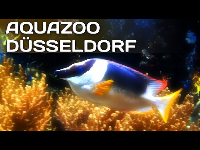 Aquazoo Düsseldorf | Auf den Spuren von Subnautica & Narcosis | Vlog Deutsch German