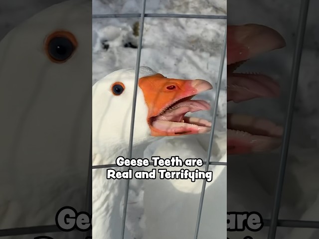 Geese Have Teeth (and it’s as terrifying as you imagine)