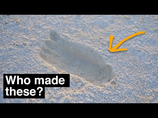 The world's most heavily debated footprints