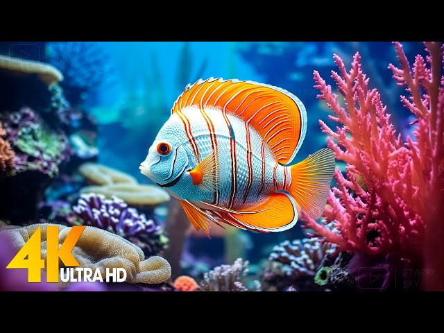 Aquarium 4K VIDEO (ULTRA HD) 🐠 Beautiful Coral Reef Fish - Relaxing Sleep Meditation Music #90