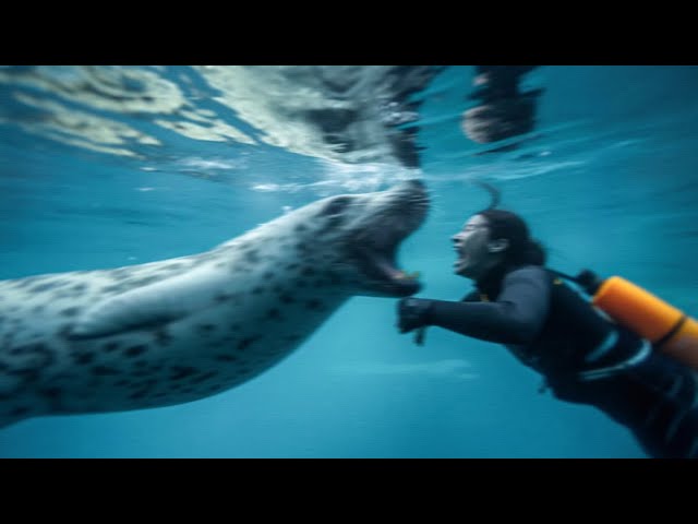 Leopard Seal Shows Why You Must NEVER Go Diving in Antarctica...
