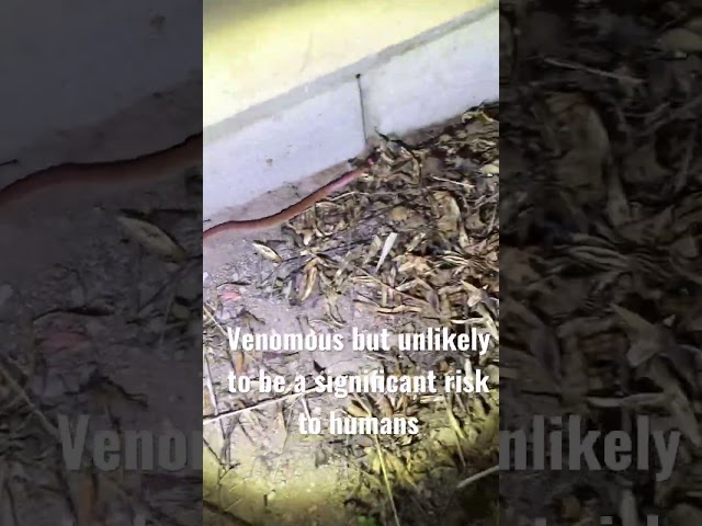 Orange naped snake passes through the yard