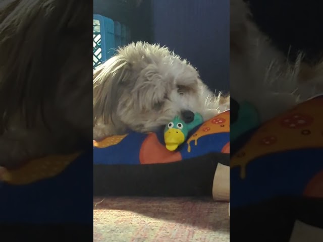 George & Her Duck #shihpoo #shihtzu #poodle