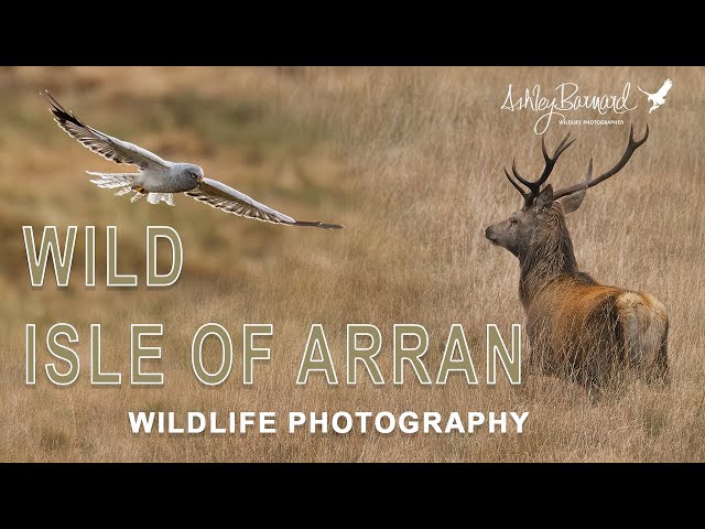 Wild Arran - A Scottish Wildlife photography trip