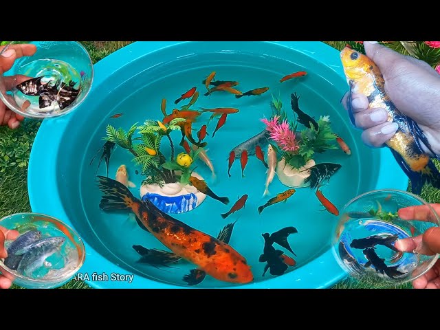 Find colorful ornamental fish, betta fish, koi fish, channa, man fish, guppy,molly, turtles, catfish