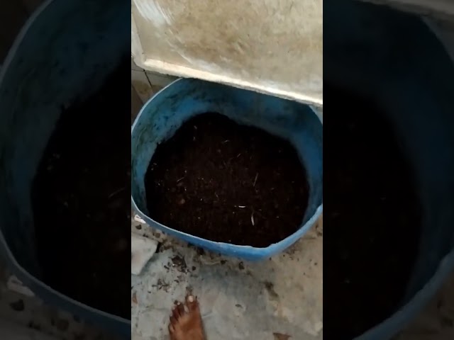 Leaf compost Ghar per banaen aur apne paise bachayen #Video #Leaf Compose #Gardening  Lover