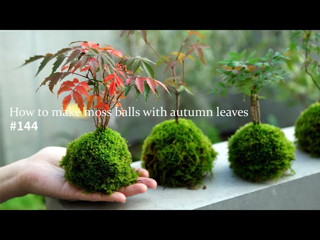 How to make moss balls to enjoy autumn leaves #144