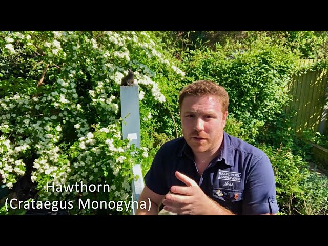 How to Attract Birds to Your Garden - Hawthorn