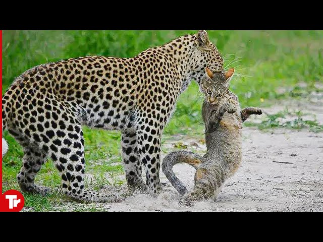 Leopard Kills Cat Brutally