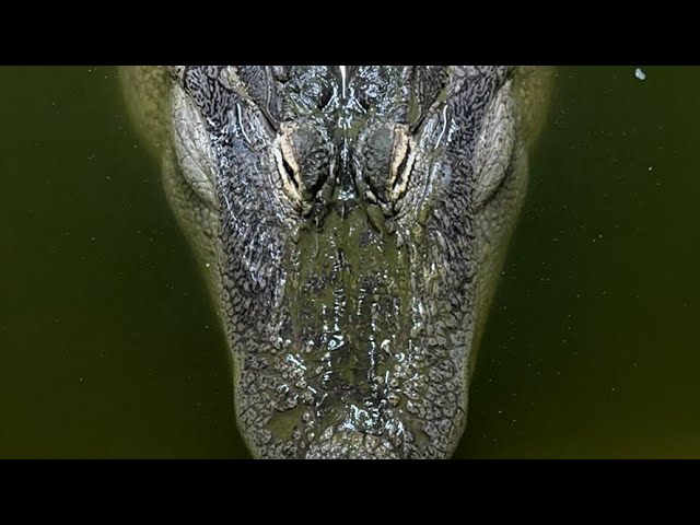 Alligator Q&A