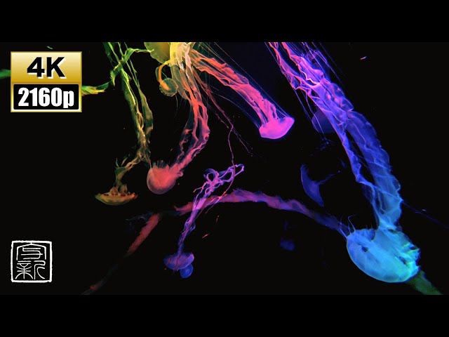 Calm & Soothing Harp💫 Sound 12HRS, Rainbow🌈 colored Jellyfish 4K UHD