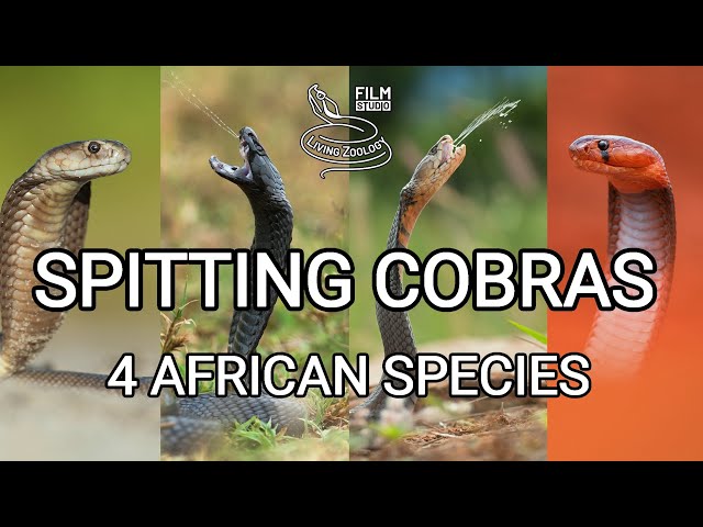 Deadly venomous spitting cobras, best wild snake action, Red, Mozambique, Black-necked, Ashe's