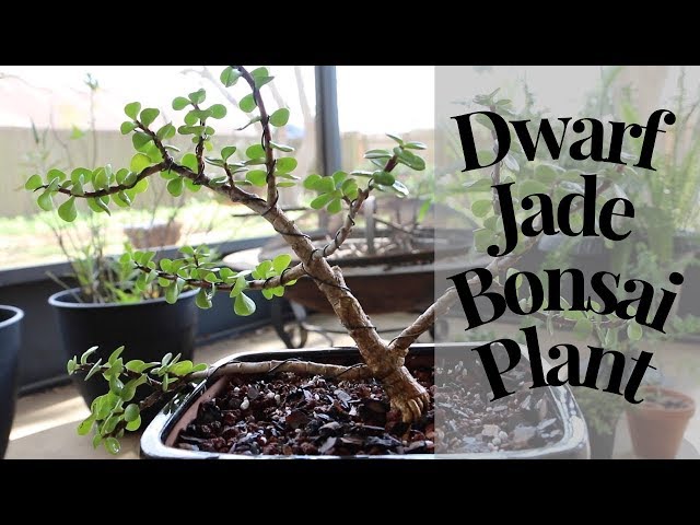 Easy “How To” Dwarf JADE Bonsai Tree 🌲 || A girl with a garden