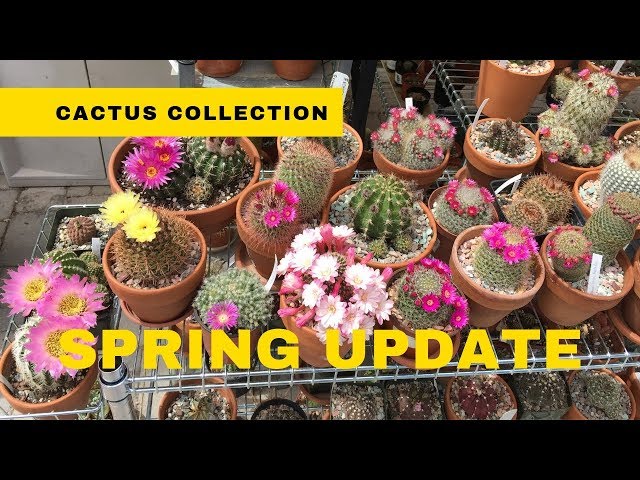 SPRING Cactus Flowers Update | Cactus Collection