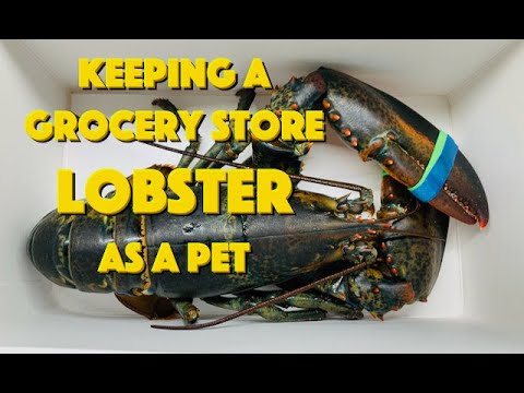 Leon the Lobster - Binge Watch All Episodes