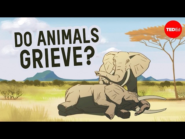 Can other animals understand death? - Barbara J. King