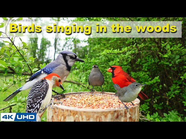 4 HOURS of Birds Singing in the Woods, 4K Cat TV, Bird Video, Relaxing Sound ASMR, Awesome World 032
