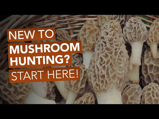 New To Mushroom Hunting? Start Here!
