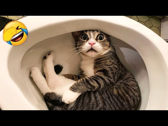 Funniest Animals 2023 🤣 New Funny Cats and Dogs 😺🐶