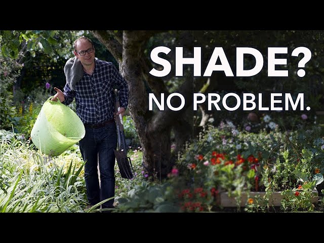 The 8 Best Ways to Grow in Shade