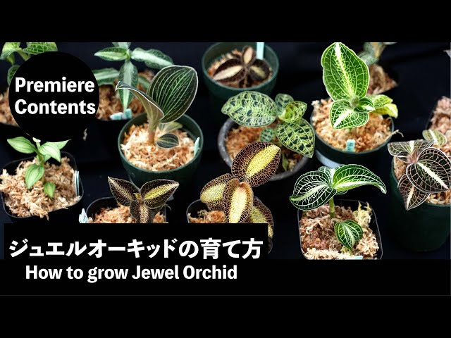 [Premier Content] How to grow Jewel Orchid