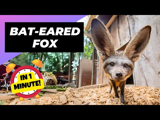 Bat-eared Fox 🦊 Adorable Ears, Deadly Skills! | 1 Minute Animals