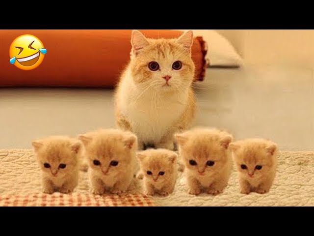 New Funny Animals 😂 Funniest Cats and Dogs Videos 😹🐶 Part 7