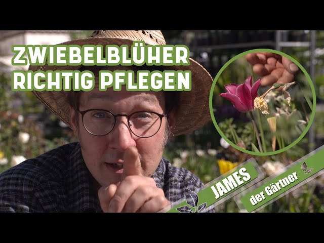 Was Narzisse, Tulpe und Zierlauch nach der Blüte brauchen! | James der Gärtner