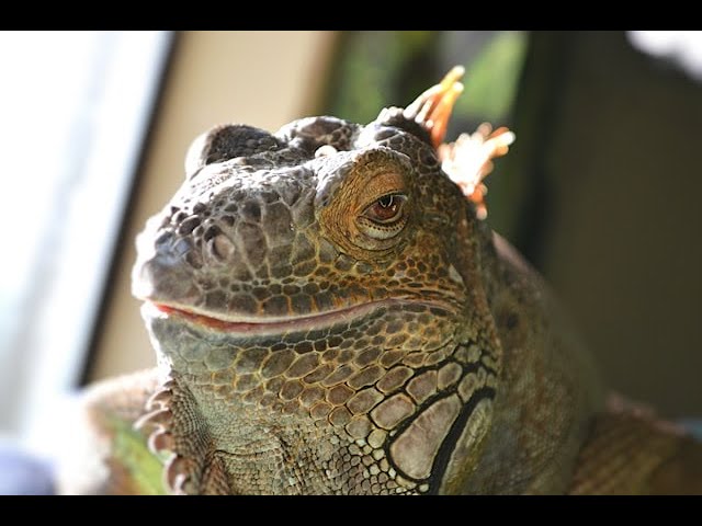 Exploring the Green Iguana: Belize's Iconic Reptile