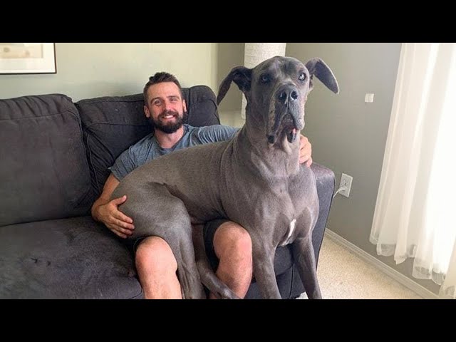 Big Dogs Thinking They're Lap Dogs, Funny Dogs Ever!