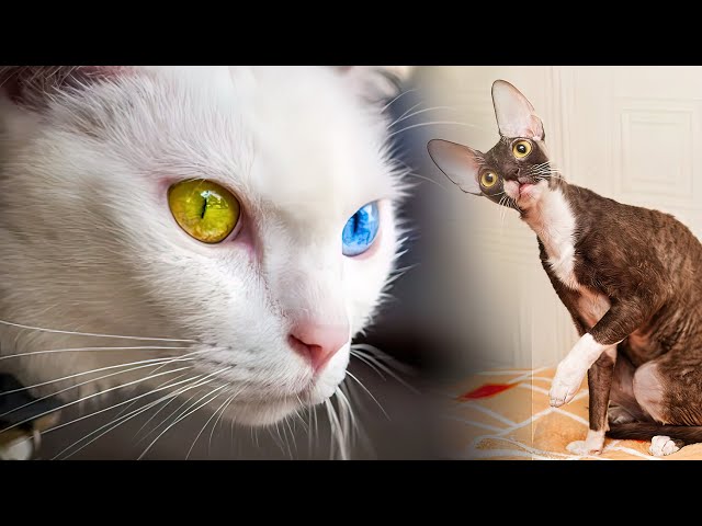 The RAREST CAT BREEDS In The World