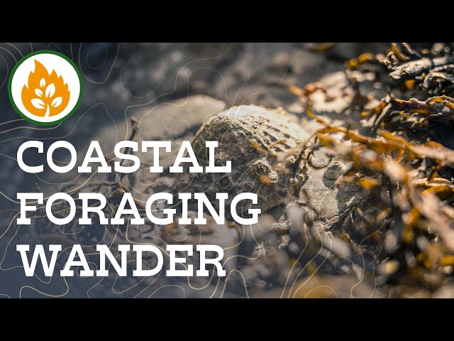 Coastal Foraging Wander - Porth Trecastell (Cable Bay)
