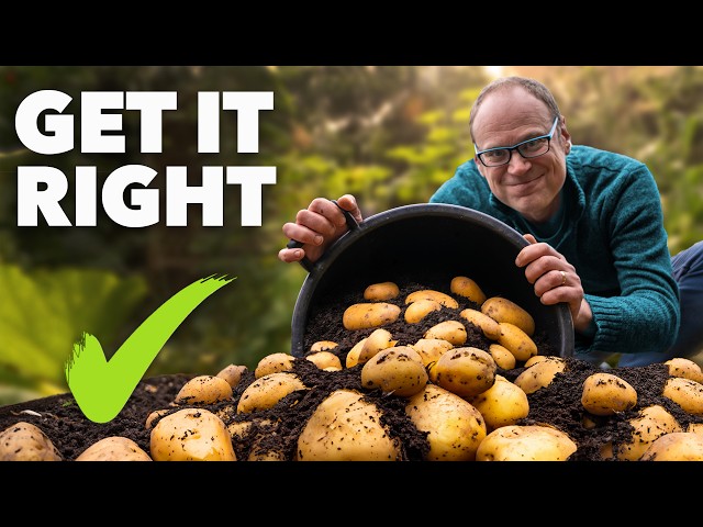 Potato Growing Masterclass: My Tips for a Bigger, Better Harvest