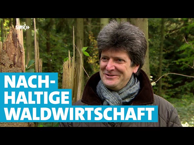 Wie Hermann Graf von Hatzfeldt seinen Privatwald ökologisch umbaut