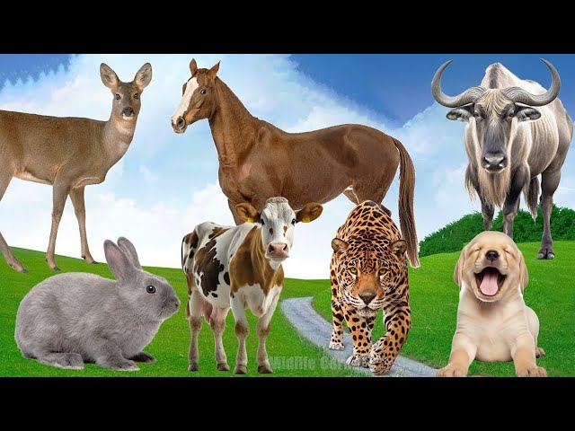 Funny Sounds, Animal Moments Around Us: Horse, Cow, Rabbit, Sika Deer, Dog | Animal Paradise