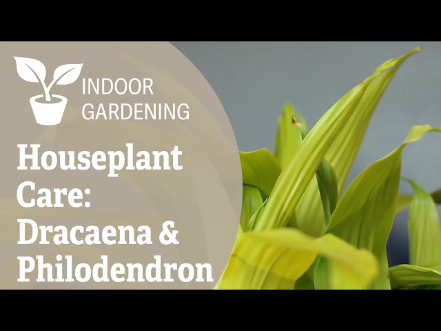 Houseplant Care: Dracaena & Philodendron