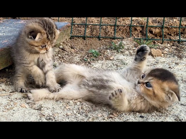 The kittens who decided to fight in the street were so cute.